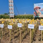 Program Ketahanan Pangan Polda Sulsel Peringkat 2 Serapan Jagung Bulog Terbanyak Se Indonesia