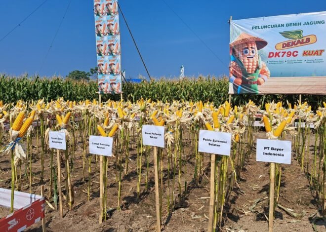 Program Ketahanan Pangan Polda Sulsel Peringkat 2 Serapan Jagung Bulog Terbanyak Se Indonesia