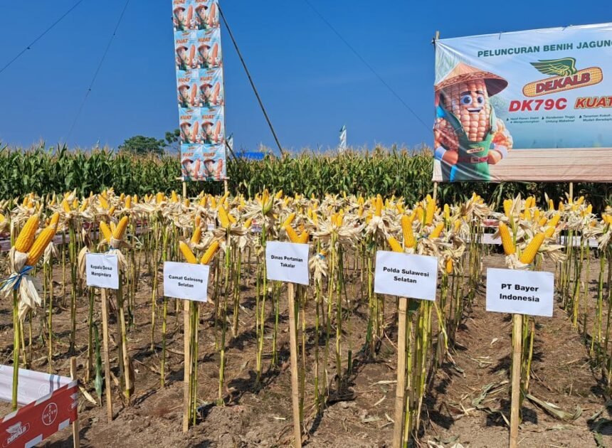 Program Ketahanan Pangan Polda Sulsel Peringkat 2 Serapan Jagung Bulog Terbanyak Se Indonesia