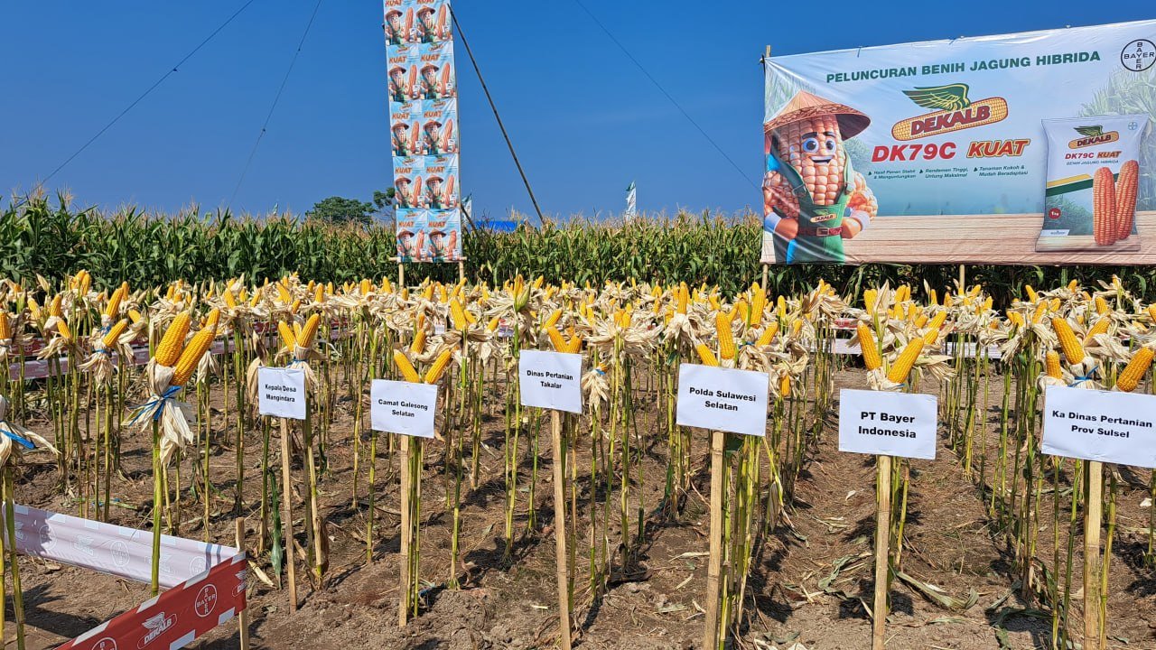 Program Ketahanan Pangan Polda Sulsel Peringkat 2 Serapan Jagung Bulog Terbanyak Se Indonesia