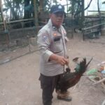Tindak Laporan Warga, Polsek Bupon Tertibkan Arena Sabung Ayam di Buntu Batu