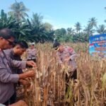 Panen Raya Jagung Serentak Kuartal II di Kabupaten Luwu, Wujud Dukungan Ketahanan Pangan Nasional