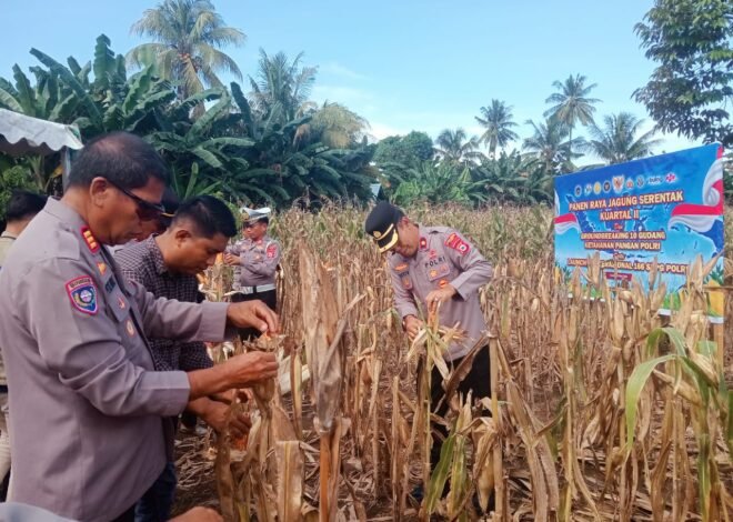 Panen Raya Jagung Serentak Kuartal II di Kabupaten Luwu, Wujud Dukungan Ketahanan Pangan Nasional