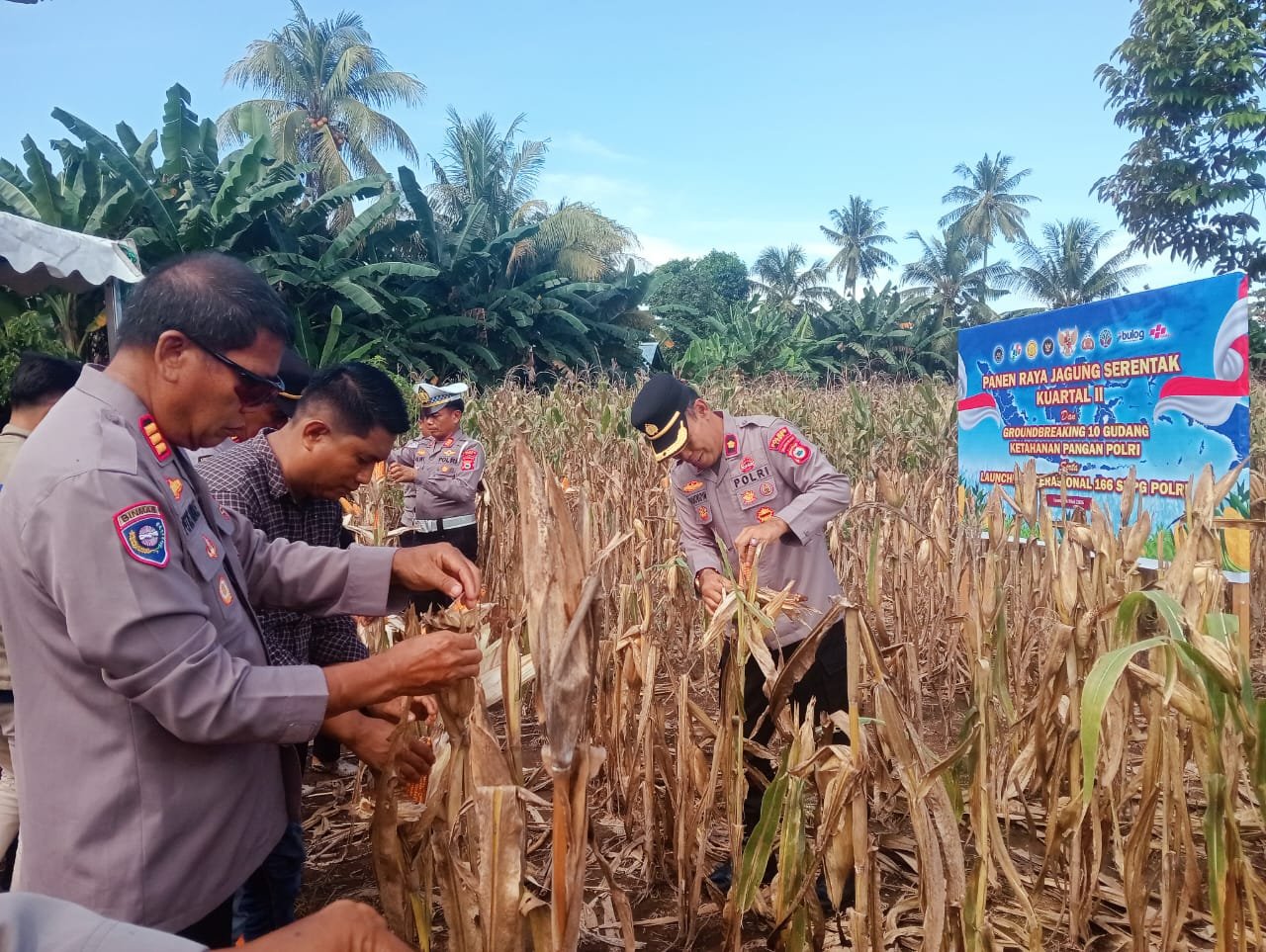 Panen Raya Jagung Serentak Kuartal II di Kabupaten Luwu, Wujud Dukungan Ketahanan Pangan Nasional