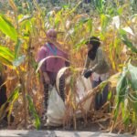 Semangat Ketahanan Pangan, Bhabinkamtibmas Polsek Banggae Panen Jagung Bersama Kelompok Tani Bunga Pussu