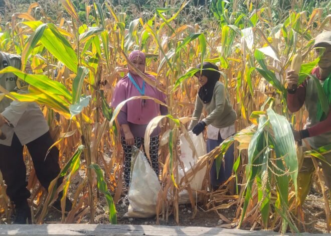 Semangat Ketahanan Pangan, Bhabinkamtibmas Polsek Banggae Panen Jagung Bersama Kelompok Tani Bunga Pussu
