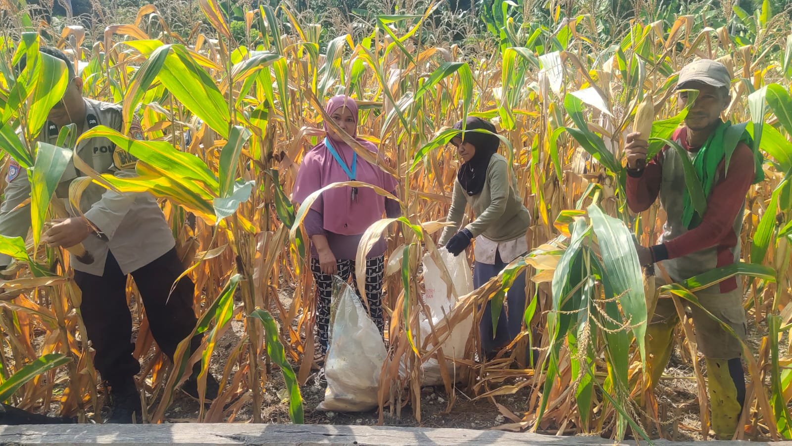 Semangat Ketahanan Pangan, Bhabinkamtibmas Polsek Banggae Panen Jagung Bersama Kelompok Tani Bunga Pussu