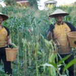 Panen Jagung Polda Sulbar: Wujud Nyata Komitmen Perkuat Ketahanan Pangan Daerah