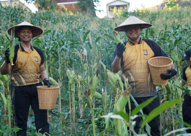 Panen Jagung Polda Sulbar: Wujud Nyata Komitmen Perkuat Ketahanan Pangan Daerah