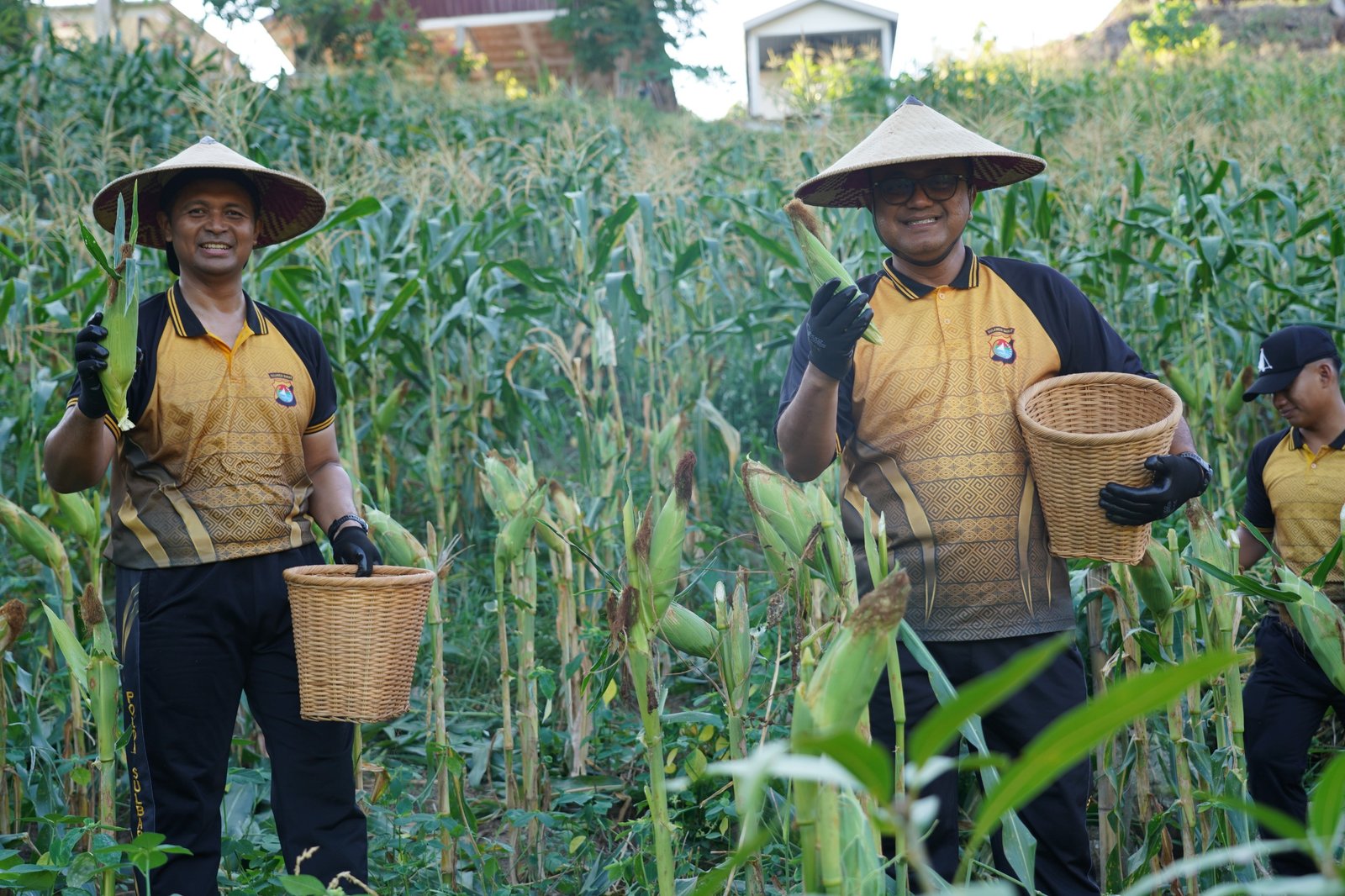 Panen Jagung Polda Sulbar: Wujud Nyata Komitmen Perkuat Ketahanan Pangan Daerah