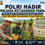 Polri Hadir Menjaga Ketahanan Pangan, Polda Sulbar Perkuat Pendampingan Petani Demi Wujudkan Swasembada Pangan Nasional