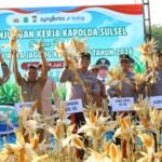 Kapolda Sulsel Hadiri Panen Raya Jagung Kuartal III di Sidrap, Dukung Swasembada Pangan Nasional